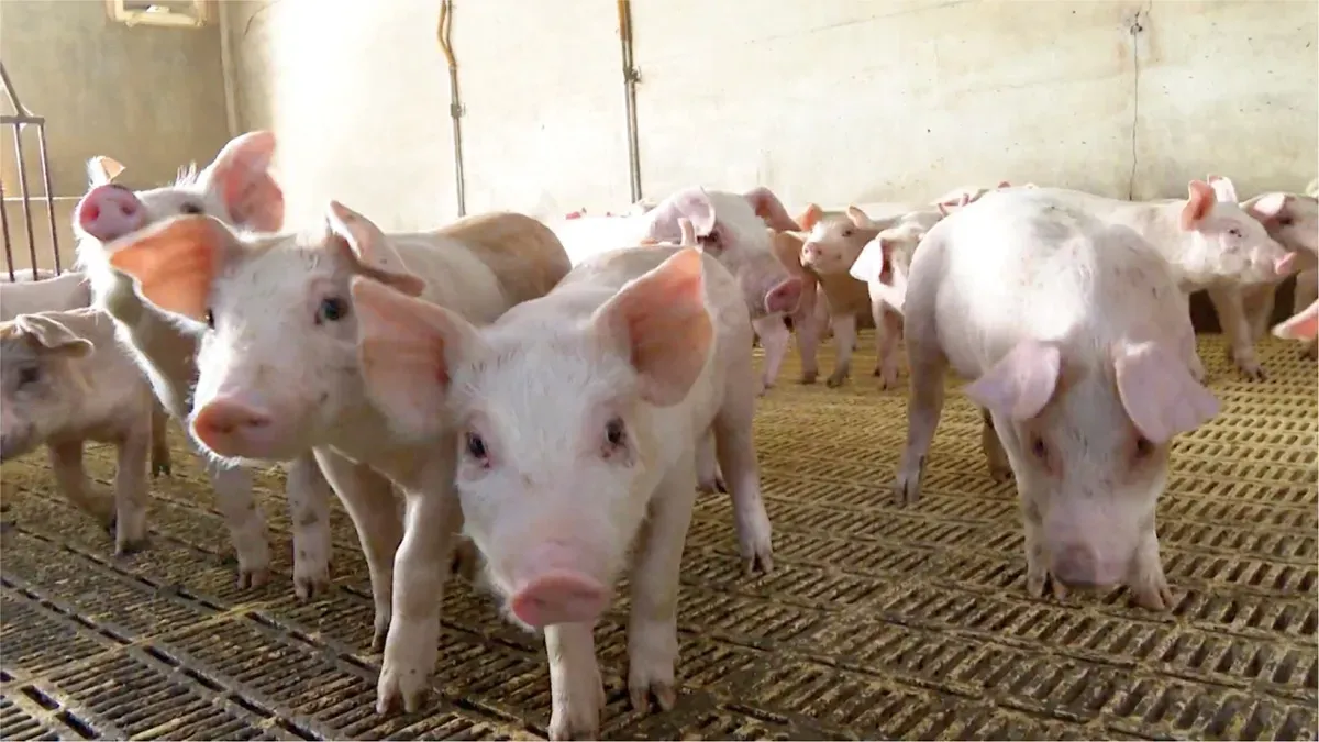 02.以全聯獨家引進的好欣豬為例,該系列產品全面採取動物福利飼養人道飼養方式。.webp