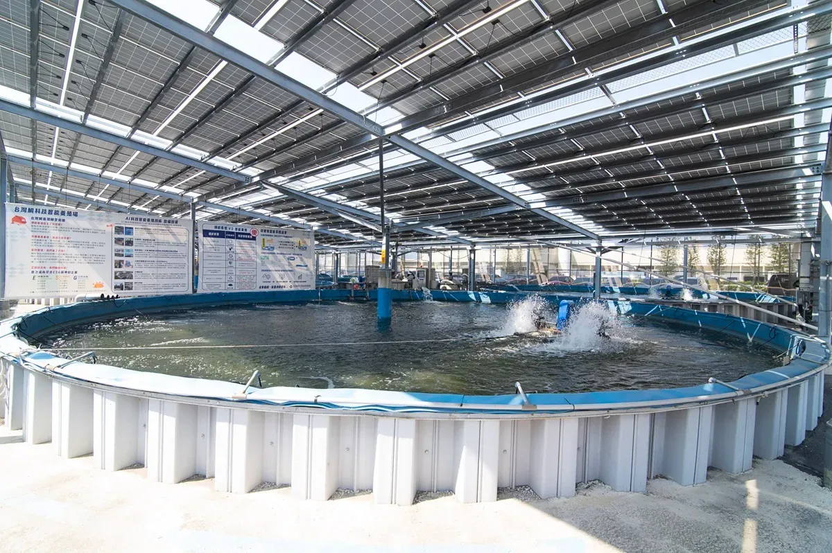 3.口湖漁類生產合作社年產萬噸台灣鯛 26座AI智能魚池僅4人管理.webp